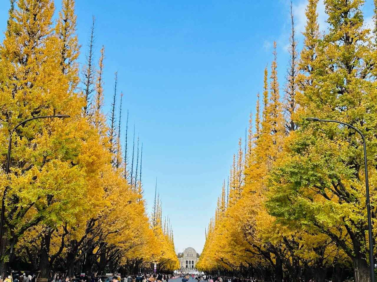 秋を先取り！今年の秋はどこいく？秋の銀座を彩る紅葉スポット巡り！街路樹から近郊の穴場まで