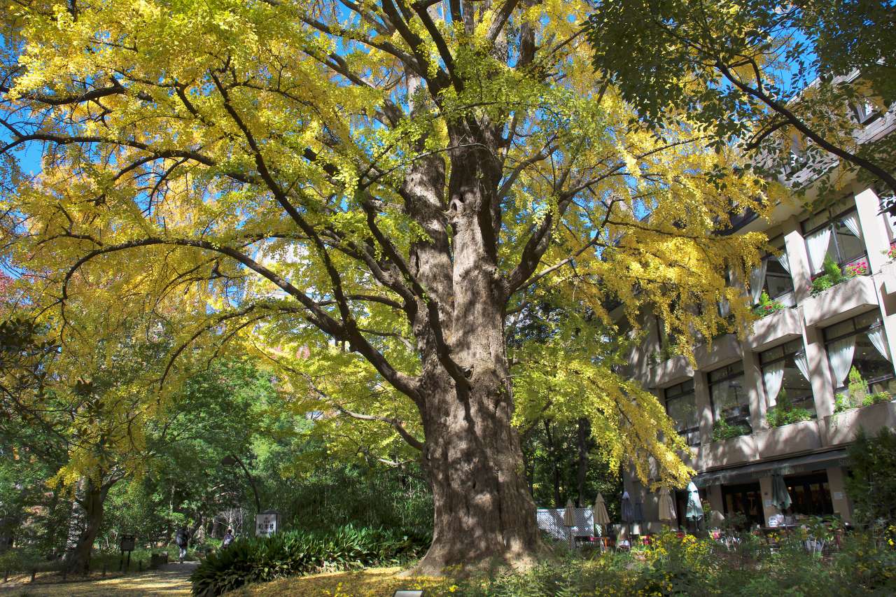 日比谷公園-紅葉-首賭けイチョウ01-2014_1